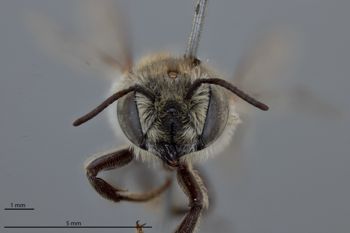 Media type: image;   Entomology 785736 Aspect: head frontal view